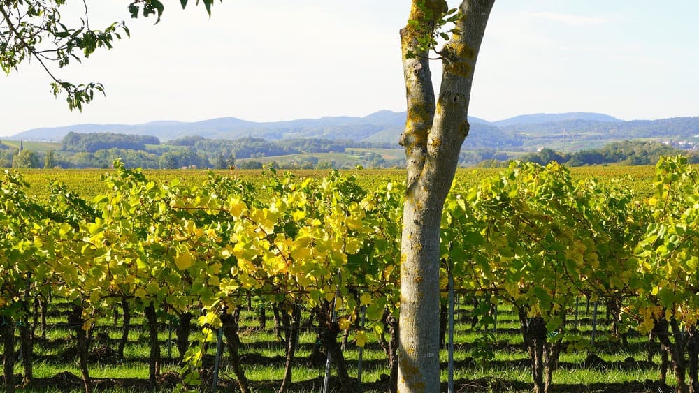 el vino y el clima